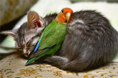 Bird doesn't care that cat might grow up and think about birds as lunch. Bird wants to cuddle so it's going to cuddle. Love transcends all diets. Unlikely Animal Friends, Regnul Animal, Unlikely Friends, Animals Friendship, Unusual Animals, Sweet Animals, Animal Photo, 귀여운 동물, Animals Friends