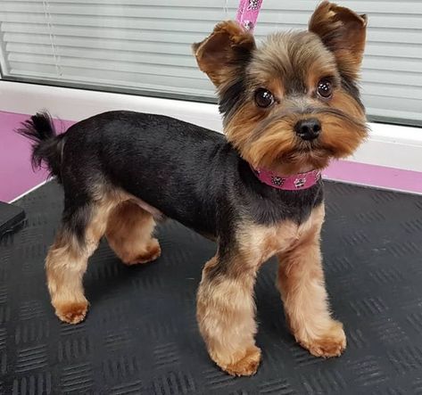 Yorkie Poo Haircut, Yorkie Teddy Bear Cut, Yorkie Puppy Haircuts, Yorkie Puppy Cut, Yorkie Puppy Care, Yorkshire Terrier Grooming, Yorkie Cuts, Yorkie Hairstyles, Wrinkly Dog