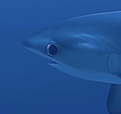 It is a shark with a wide eye, it looks like he’s giving you a weird look. Big Eyed Thresher Shark, Big Eye Thresher Shark, Spiny Dogfish Shark, Bigeye Thresher Shark, Silly Shark Pfp, Derpy Shark, Goofy Shark, Funny Shark Pictures, Shark Eyes