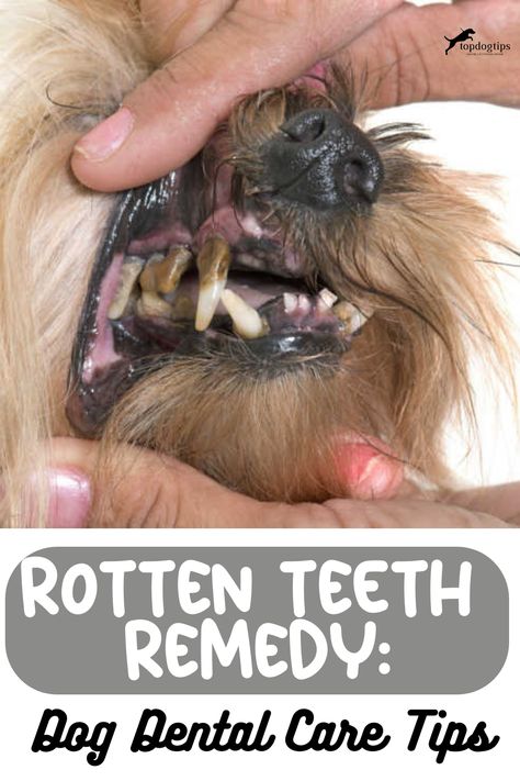 Rotten Teeth Remedy: Dog Dental Care Tips Rotten Teeth, Teeth Remedies, Pet Remedies, Dogs Teeth, Make Dog Food, Canine Tooth, Dog Remedies, Dog Toothbrush, Dog Health Tips