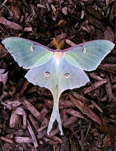 Moon Moth Hybrid, Luna Moth Photography, Ethereal Animals, Cool Moths, Bugs Aesthetic, Insect Aesthetic, Cute Moths, Moths Aesthetic, Bug Aesthetic