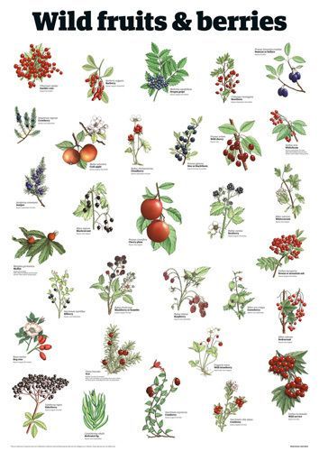 Found on Bing from www.pinterest.com Ormanlık Alan, Tree Identification, Edible Wild Plants, Wild Edibles, Plant Identification, Wild Food, Wilderness Survival, Wild Plants, Edible Plants