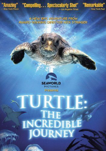 Turtle: The Incredible Journey is a remarkable story of a little loggerhead… Perry Georgia, Georgia Summer, United States Geography, Miranda Richardson, Loggerhead Turtle, Travel Georgia, The Incredible Journey, Homeschool Geography, Amazon Video