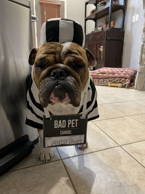 Best prisoner outfit Jail Costume, Prisoner Outfit, Prisoner Costume, Cops And Robbers, Dog Costumes, Dog Costume, French Bulldog, Bulldog, Dogs