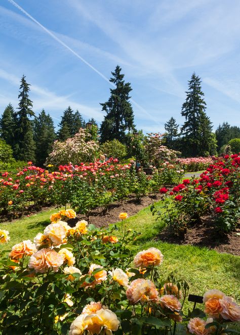 Nature, International Rose Test Garden, Rose Garden Portland Oregon, Exposition Park Rose Garden, Portland Oregon Summer, Nature Shoot, Portland Garden, Phone Widget, Oregon Trip