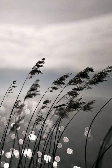 Sea Oats, Blowing In The Wind, Black And White Photograph, Foto Art, Photo Vintage, Jolie Photo, Foto Inspiration, Cebu, Spiritual Inspiration