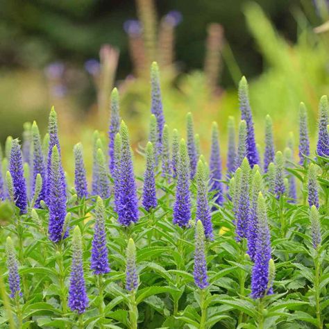 Veronica Seeds - Spike Speedwell Flower Seed Ground Cover Flowers, Veronica Spicata, Royal Candles, Reblooming Daylilies, Edging Plants, Asclepias Tuberosa, Blue And Purple Flowers, Ground Cover Plants, Flower Spike