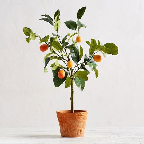 Potted Kumquat Tree, Kumquat Tree, Tangerine Tree, Potted Lavender, Citrus Plant, Driven By Decor, Small Pottery, Glass Shower Enclosures, Topiary Trees