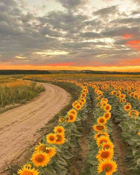 Small Picnic, Sunflowers Field, Sunflower Sunset, Sunflowers And Daisies, Daisy Wallpaper, Sunflower Pictures, Sunflower Wallpaper, Pretty Landscapes, Spring Wallpaper