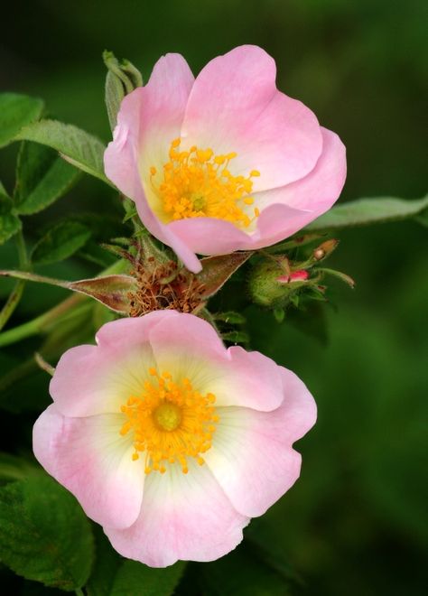 Dog Rose, Colorful Roses, Pink Dog, Wild Roses, Types Of Flowers, Beautiful Blooms, Flowers Nature, Flower Photos, Ikebana