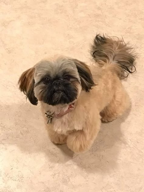 Kabuki Bisquette looks almost exactly like my Trotter. I love this bread, they are such playful sweethearts. Blonde Shih Tzu, Shihtzu Haircut, Shitzu Dogs Haircuts, Shih Tzu Grooming Styles, Shih Tzu Puppy Cut, Perro Shih Tzu, Shih Tzu Haircuts, Chien Shih Tzu, Shitzu Dogs