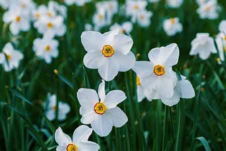 5 Sagittarius Flowers: Birth Flowers of Sagittarius Sagittarius Flower, December Zodiac, December Images, December Flower, December Pictures, December Birth Flower, Narcissus Flower, Flower Meanings, Daffodil Flower