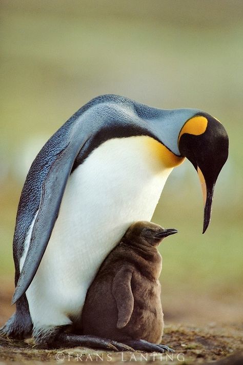 Frans Lanting, Penguin Pictures, King Penguin, Penguin Love, Mother Love, Baby Mom, Love Winter, I Love Winter, Baby Penguins