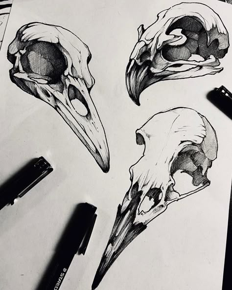 𝕾𝖊𝖓𝖔 on Instagram: “Bird skull 🖤 flash dispo pour la @grooveinktattoobelgium” Bird Skull Illustration, Animal Skull Photo, Bird Skull Art, Raven Skull Drawing, Skull Tattoo Small, Animal Skull Drawing, Bird Skull Tattoo, Bone Drawing, Tatoo 3d