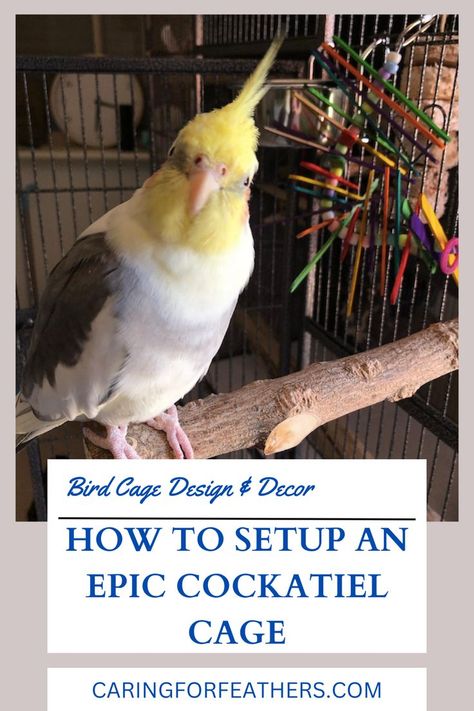 Text = "bird cage design & decor" "How to setup an epic cockatiel cage" "caringforfeathers.com"

Image = cockatiel sitting on wood perch near his cage Cockatiel Care, Parrot Cages, Parakeet Care, Cockatiel Cage, Cockatiel Toys, Bird Cage Design, Diy Bird Toys, Conure Parrots, Talking Parrots