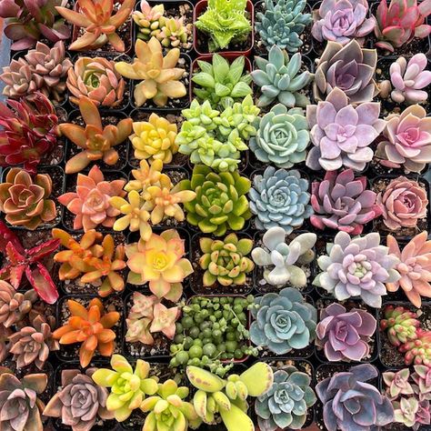 Baby Succulents, Succulent Seeds, Succulent Cuttings, Succulents Plants, Types Of Succulents, Hanging Succulents, Colorful Succulents, Succulent Care, Tropical Foliage