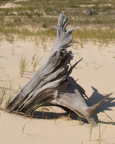 Driftwood On Beach, Driftwood Photography, What The F, Driftwood Beach, Nature Sketch, Driftwood Sculpture, Organic Lifestyle, Beach Wood, Image Nature