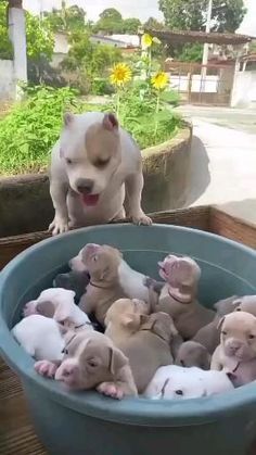 Cute Pitbull Puppies, Pitbull Dog Breed, Bully Breeds Dogs, Cute Animals Puppies, Dream Dog, Really Cute Dogs, Cute Little Puppies, Pitbull Puppies, Cute Funny Dogs