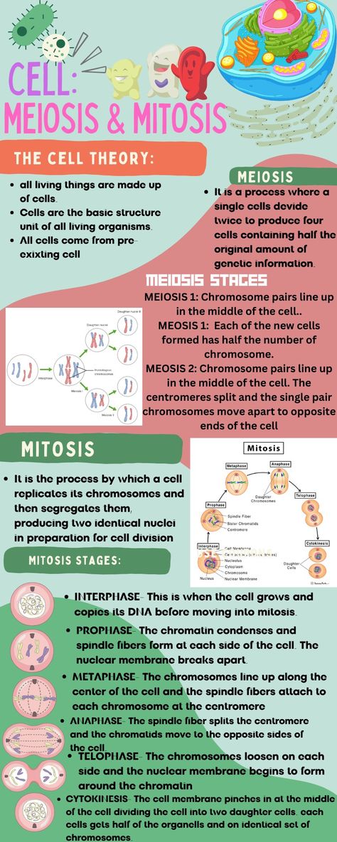 Mitosis And Meiosis Notes, Mitosis Diagram, Cell Analogy, Mitosis And Meiosis, Bio Notes, Biology Activity, Cell Theory, Cell Forms, Science Notes