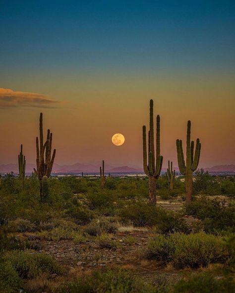 Moon Shot, Arizona Aesthetic, Foto Cowgirl, Desert Aesthetic, Living In Arizona, Surprise Az, Shoot The Moon, Desert Life, Desert Vibes