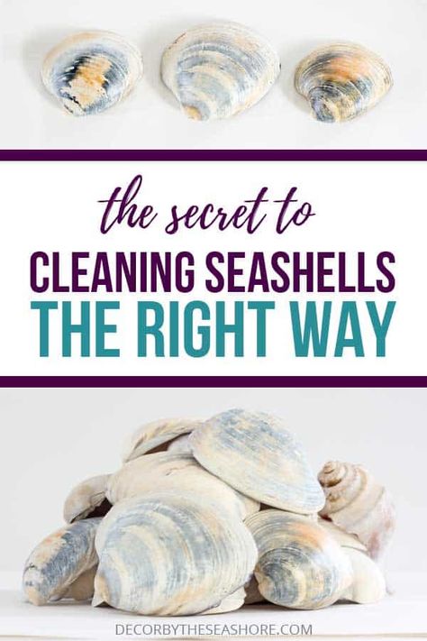 This easy tutorial will show you exactly how to clean seashells the RIGHT way! If you've gathered lots of shells from the beach, this easy trick will show you how to cleanse and polish them. Clean your beach shells so you can display them with pride! #decorbytheseashore #cleaningtips #seashells #beach #beachhousedecor #cleaninghacks #summercrafts How To Clean Seashells, Clean Seashells, Cleaning Sea Shells, Shells Crafts, Dollar Art, Sea Shells Diy, Shell Display, Silver Smithing, Oyster Shell Crafts