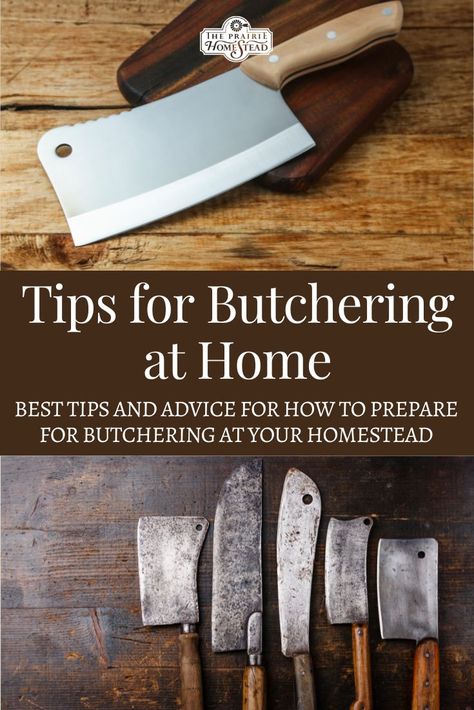 Best Tips for Butchering at Home: how to prepare for butchering your own livestock on your homestead. How To Butcher A Cow, How To Butcher A Deer, Meat Processing Room Ideas, Meat Preservation, Homestead Hacks, Homestead Livestock, Homestead Tips, The Prairie Homestead, Prairie Homestead