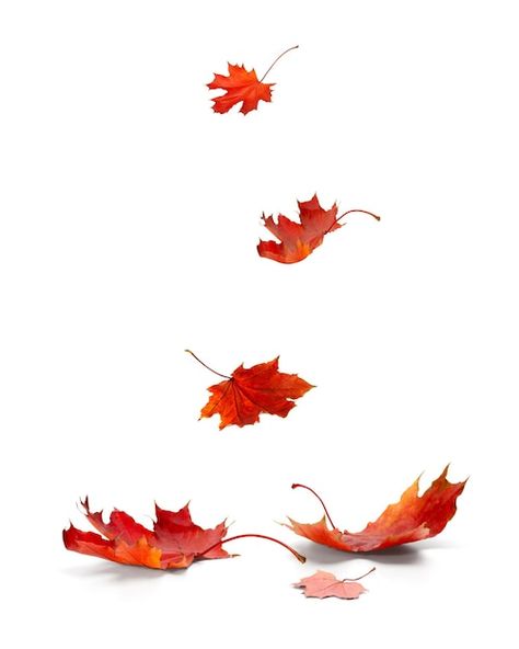 Fall Leaves On Ground, Maple Leaves Illustration, Falling Leaves Photography, Autumn Leaf Photography, Maple Illustration, Autumn Leaves Drawing, Puppy Calendar, Drawtober 2024, Fall Leaves Falling