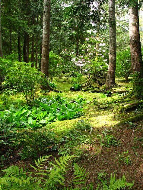 Garden In Woods, Wooded Gardens, Forest Landscaping, Woodland Path, Backyard Birds Sanctuary, Landscaping Around Trees, Woodland Gardens, Outdoor Paradise, Sloped Garden