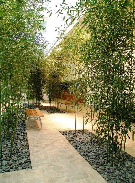 Black Bamboo Garden, Indoor Bamboo Garden, Award Winning Gardens, Song Of India Plant Landscaping, Garden Bamboo Ideas, Bamboo Landscape Ideas, Bamboo Garden Landscaping, Bamboo Interior Design, Bamboo Courtyard