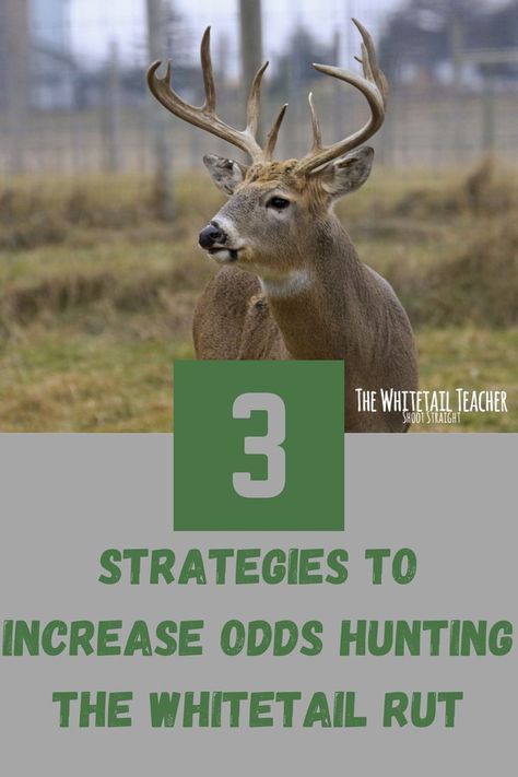 Whitetail Deer Hunting Tips, Deer Hunting Tips Whitetail, Bow Hunting For Beginners, Deer Rut, Deer Attractant, Bow Hunting Tips, Deer Food, Whitetail Deer Hunting, Hunting Gloves