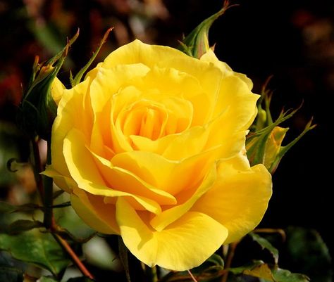 Cuál es el significado de las rosas amarillas - http://www.jardineriaon.com/cual-es-el-significado-de-las-rosas-amarillas.html Yellow Rose, In The Garden, The Garden, The Sun, Roses, Sun, Yellow