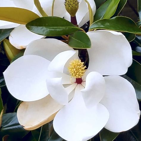 PRICES MAY VARY. Sweetbay Magnolia Tree live Plant, White Magnolia Flowers Bush 10 To 18 Inches Tall Quart Pot, Fragrant Magnolia Shrub Ready To Grow CA, OR & WA orders ship bare root only Hardy in zones 4 to 9 It needs full sun to partial shade Search terms: live magnolia tree, magnolia trees live plants, magnolia plants live, magnolia flower plant, magnolia plants, small magnolia tree, magnolia live plant, japanese magnolia shrub, magnolia bush, magnolia flower tree, lily magnolia flower live Magnolia Shrub, Magnolia Bush, Flowers Bush, Tree Lily, Lily Magnolia, Japanese Magnolia, Southern Magnolia, Temperature Blanket, Door Colors