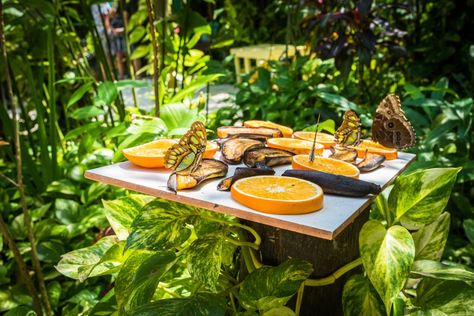 A visit to Aruba's Butterfly Farm is an unforgettable encounter with nature. Step into a tropical garden teeming with butterflies from around the globe! Aruba With Kids, Lawn Activities, Farming Aesthetic, Butterfly Dome, Farmers Life, Butterfly Conservatory, Butterfly Farm, Zoo Architecture, Butterfly Garden Design