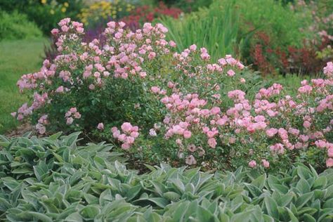 Rosa 'The Fairy' (Polyantha Rose) Cottagecore Gardens, Polyantha Rose, Flowering Hedge, Rose Bush Care, Rose Companion Plants, Flower Hedge, Fairy Rose, Cottage Roses, Cranesbill Geranium