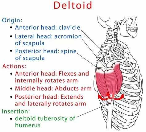 Deltoid muscle anatomy and test (video) Deltoid Muscle Anatomy, Deltoids Anatomy, Deltoid Anatomy, Deltoid Muscle, Muscular System Anatomy, Human Muscle Anatomy, Remedial Massage, Yoga Anatomy, Muscular System