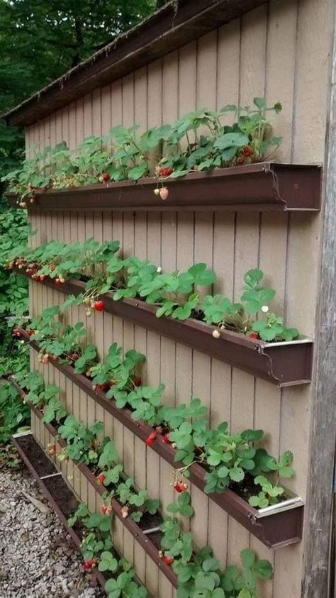 Garden Shed Diy, Gutter Garden, Raised Garden Bed Plans, Building Raised Garden Beds, نباتات منزلية, Small Vegetable Gardens, Strawberry Garden, Vegetable Garden Diy, Diy Raised Garden