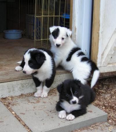 Livestock Guardian Dog, British Car, Anatolian Shepherd, Psy I Szczenięta, Collie Puppies, Border Collie Puppies, Dog Pics, Muddy Paws, Border Collie Dog