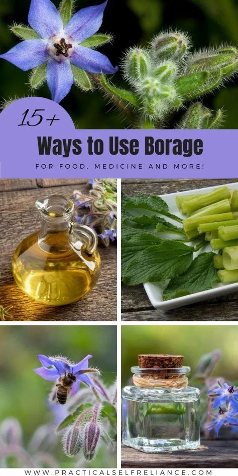 Edible Flowers Recipes, Homemade Body Care, Herbal Medicine Recipes, Herbal Remedies Recipes, Medicinal Herbs Garden, Edible Wild Plants, Healing Garden, Herbal Teas Recipes, Food Medicine