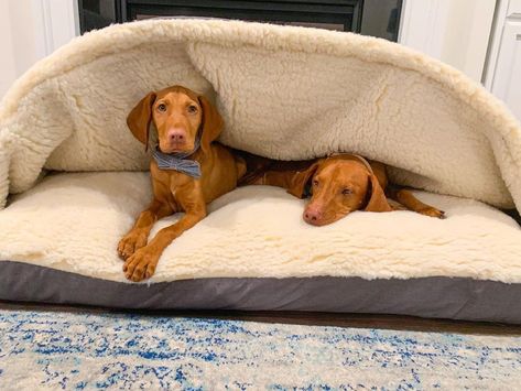 It’s here!! Our new @snoozerpets rectangle cave bed!!! I got the XL size bed, because you know what they say about big (puppy) paws.....big cave beds! - @palmettopointers Shop the new Rectangle Cozy Cave Dog Bed❤️ Cozy Cave Dog Bed, Cave Dog Bed, Big Dog Beds, Big Puppy, Dog Cave, Custom Dog Beds, Cave Bed, Big Puppies, Cool Dog Beds