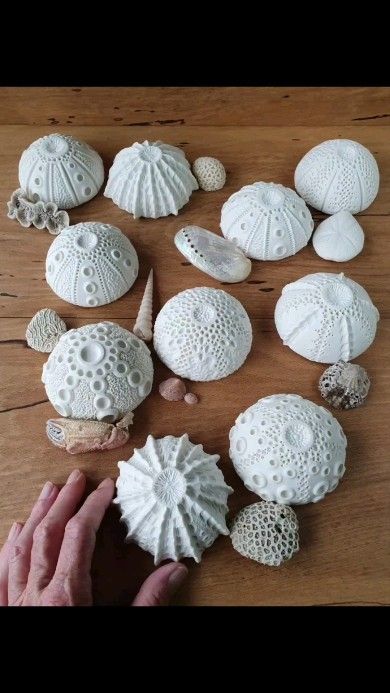 ʍǟɨʀɨ ֆȶօռɛ | More sea urchin inspired pieces in the making 🤗 I mark the centre of the clay before putting it on the former, then mark out the segments… | Instagram Sea Urchins Art, Sea Urchin Shell, Diy Air Dry Clay, Clay Crafts Air Dry, Clay Texture, New Ceramics, Ocean Inspired, Sea Urchin, Back To Nature