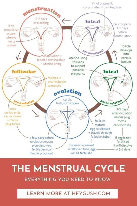 Menstrual Cycle Chart, Cycle Phases, Mucus Plug, Menstrual Cycle Phases, Menstruation Cycle, Period Cycle, Corpus Luteum, The Menstrual Cycle, Womb Healing