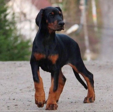 Doberman Mixed Breed, Doberman Pinscher Natural Ears, Mini Doberman, European Doberman, Doberman Mix, Doberman Pinscher Puppy, Funny Animal Comics, Rottweiler Love, Doberman Love