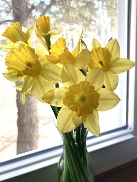 kimm_w on Twitter: "Spring has sprung on the windowsill 🌼🍃 #FlowerReport #daffodils #peace… " Daffodil Aesthetic, Narcissus Flowers, Beginners Gardening, Yellow Board, Daffodil Flowers, Flower Blooming, Narcissus Flower, Yellow Daffodils, Flowers Blooming