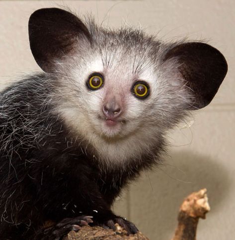 The aye-aye (Daubentonia madagascariensis) is a lemur, a strepsirrhine primate native to Madagascar. Deciduous Forest, Denver Zoo, Forest Habitat, Aye Aye, Mangrove Forest, Interesting Animals, Unusual Animals, Animal Cute, Rare Animals