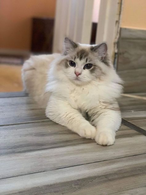 Lilac Point Ragdoll, Ragdoll Cats For Sale, Bicolor Ragdoll, Ragdoll Cat Breed, Ragdoll Kittens For Sale, Ragdoll Kittens, Kittens For Sale, Kitten For Sale, Ragdoll Kitten