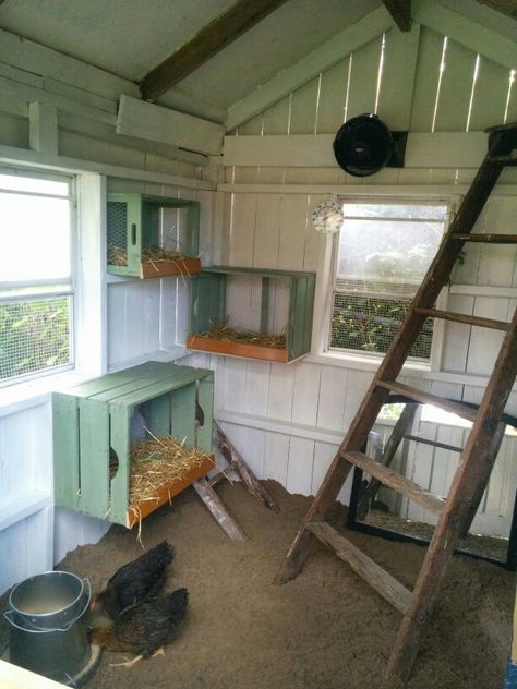 Chicken Furniture Ideas, Chicken Coop Start Up, Chicken Coop Indoor Ideas, Inside Chicken Shed Ideas, Chicken Coop Extras, Walk In Chicken Coop Ideas Diy Easy, Chicken Coop Inside Shed, Chicken Building Ideas, She’d Into Chicken Coop