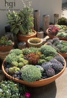 Shallow planter ideas Succulent Landscape Design, Succulent Landscaping, Types Of Succulents, Hanging Succulents, Aloe Plant, Growing Succulents, Succulent Gardening, Jade Plants, Mini Succulents