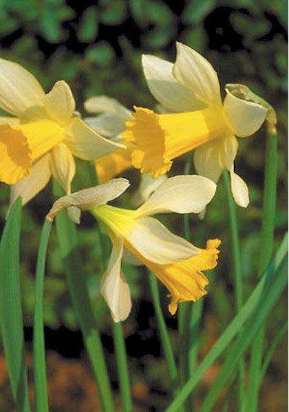 N. gayi, PRINCEPS, 1830 - Extra-early and extra-beautiful, this wild flowery trumpet daffodil is a bicolor N. pseudonarcissus (see Lent lily). Millions were once harvested for bouquets sold in London’s Covent Garden, and it’s great for naturalizing. As daffodil connoisseur Alec Gray wrote in 1955, “a drift of it is a thing of... lightness and grace.” 14-16”, zones 5a-8a Trumpet Daffodil, Narcissus Pseudonarcissus, March Daffodils, Wild Daffodils, British Wildflowers, Meditation Images, Flower References, Lilies Of The Field, Sun Loving Plants