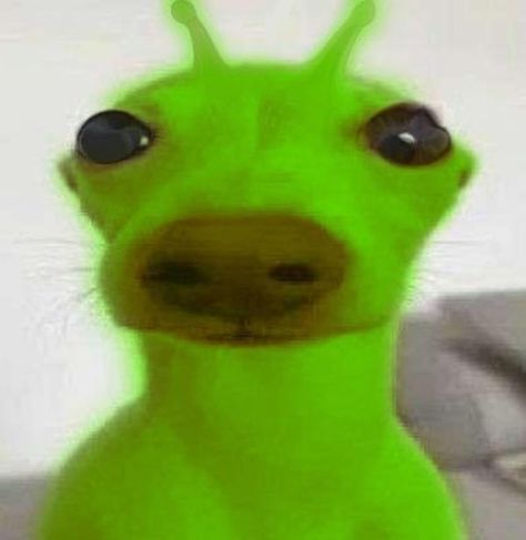 Gleep Glorp, Alien Dog, Gnarp Gnarp, Dog Meme, Animatronic Fnaf, Silly Cats Pictures, Silly Dogs, Silly Images, Silly Animals