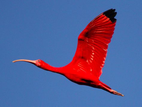 The Scarlet Ibis, Ibis Bird, Birds Pictures, Scarlet Ibis, Photo Animaliere, Animal Illustration Art, Girl Scout Troop, Eye Of The Storm, The Setting Sun